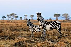 Two zebras standing alone in the prairie