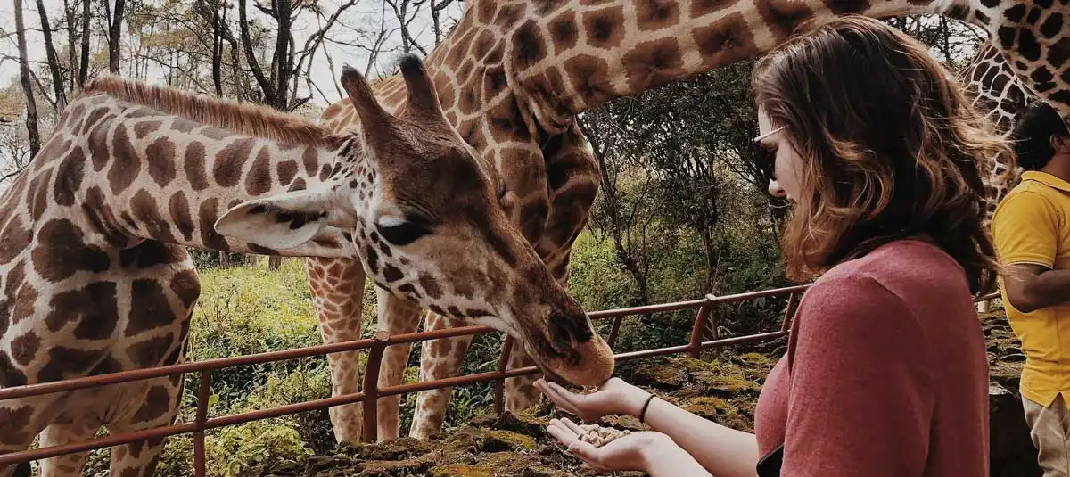 Girl feeding giraffe