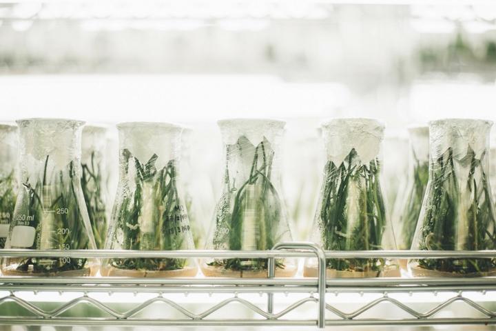 A row of beakers holding green plants